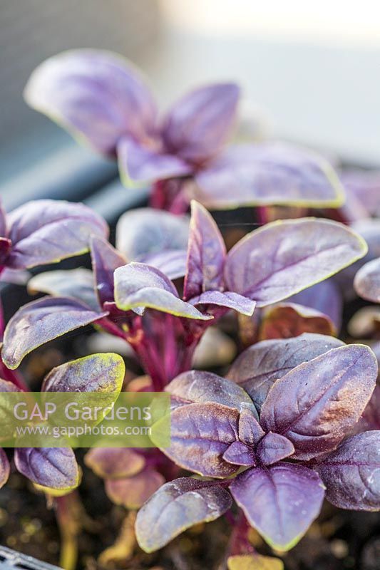 Ocimum basilicum 'Crimson King' - Red Basil 