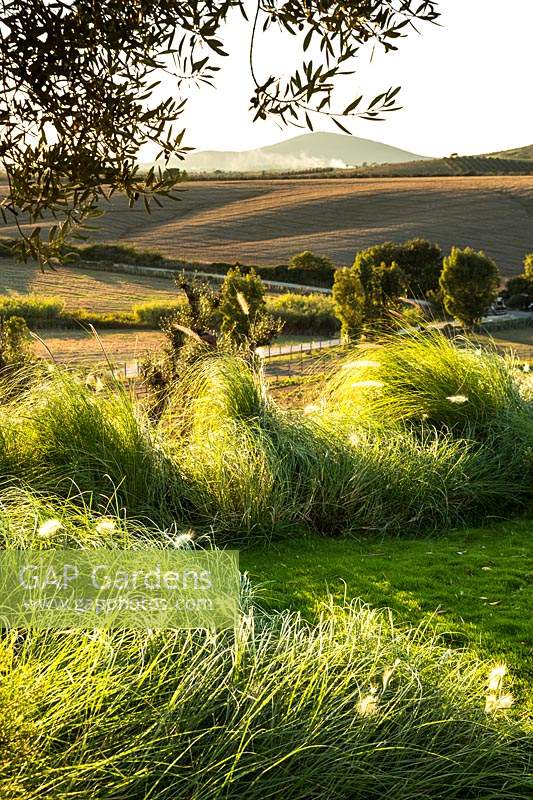 Windswept plantings of Pennisetum orientale and Pennisetum alopecuroides viridescens, with views to countryside landscape