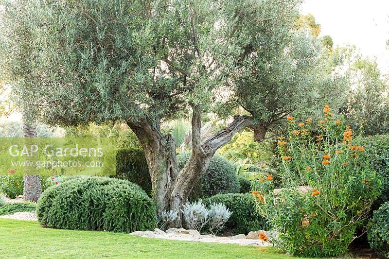 Olive branch (Olea europeae), Rosemary Labella Lucca