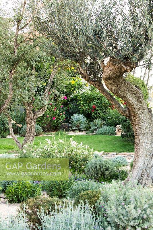View through Olea europaea - Olive - trees with underplanting of low shrubs and a flowering Buddleja davidii, beyond a lawn and more mixed beds 