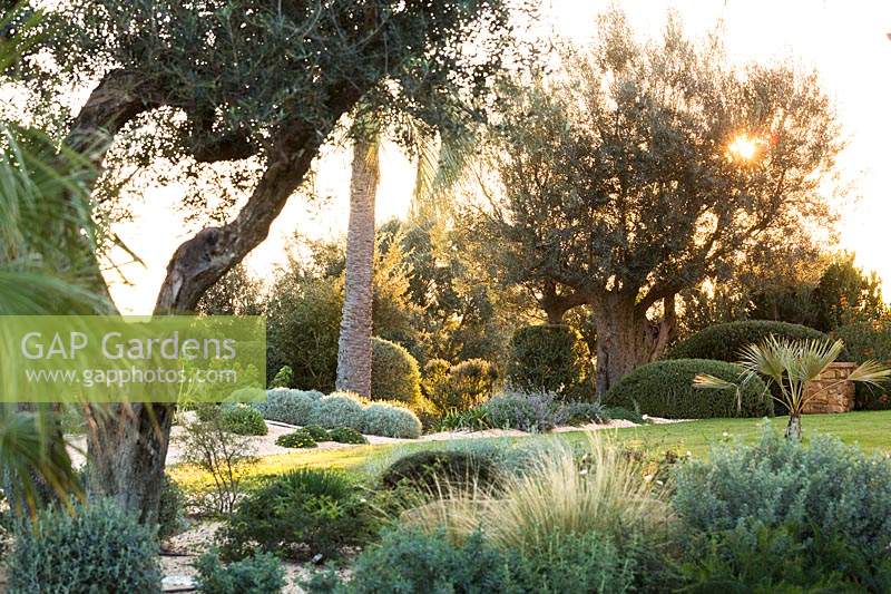 View across garden with clipped evergreen shrubs growing between specimen Olea europaea - Olive - trees and Palms 