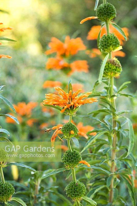 Leonotis leonurus