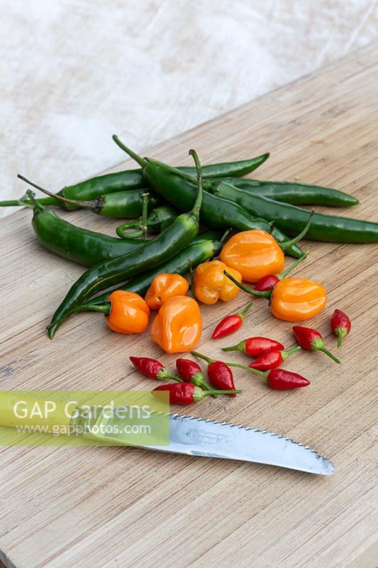 Serrated knife and fresh chillies - Green Cayenne, Orange Habanero, and Bird's Eye displayed on a chopping board.
