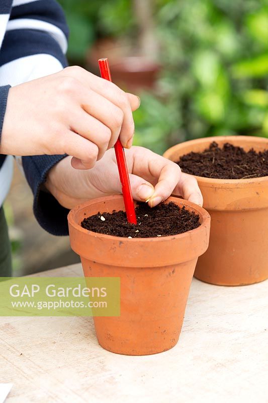 Person using a pencil to make a hole to plant a single chilli seed into a pot filled with coir peat.