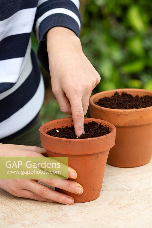 A young woman using her finger to make a hole to plant a single chilli seed into a pot filled with coir peat.