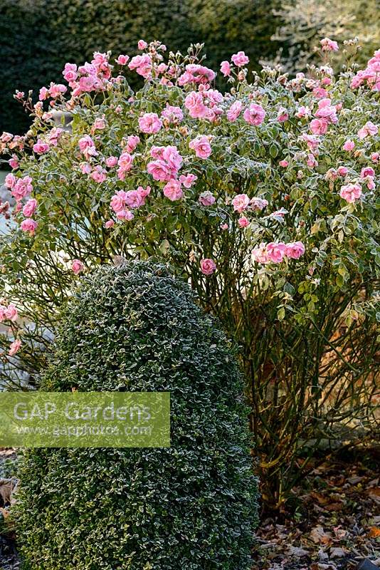 Rosa 'Bonica' and Buxus sempervirens clipped dome with early morning frost.