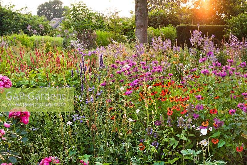 Mixed herbaceous border at sunset with Helenium 'Moerheim Beauty', Monarda 'Scorpion', Agastache 'Black Adder', Veronicastrum virginicum, Persicaria amplexicaulis and Nepeta kubanica .