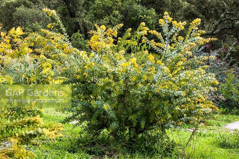 Acacia baileyana var. aurea  - Wattle - plant growing in ground on nursery