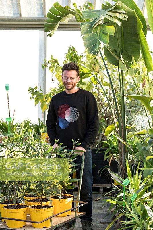 Nurseryman moving a trolley of potted Acacia - Wattle - plants ready for sale  