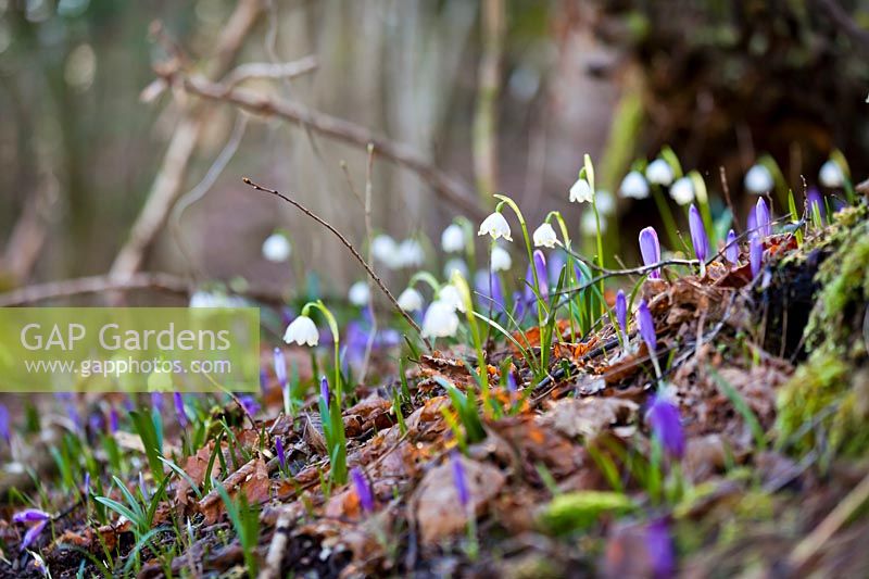 Leucojum vernum - Snowflakes and Crocus vernus, naturalised in woodland