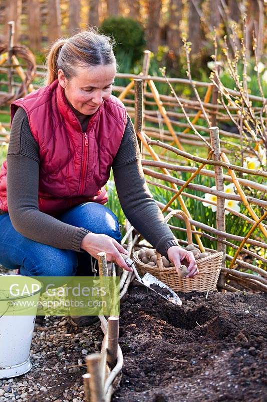 Woman planting seed Potato in well-prepared raised bed 