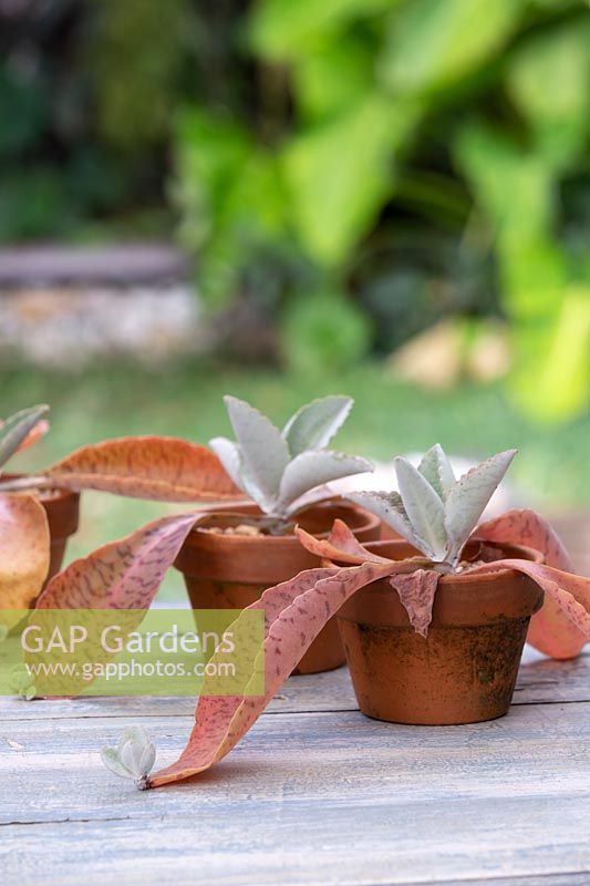 Two potted Donkey Ears succulents showning plantlets on the leaf tips.