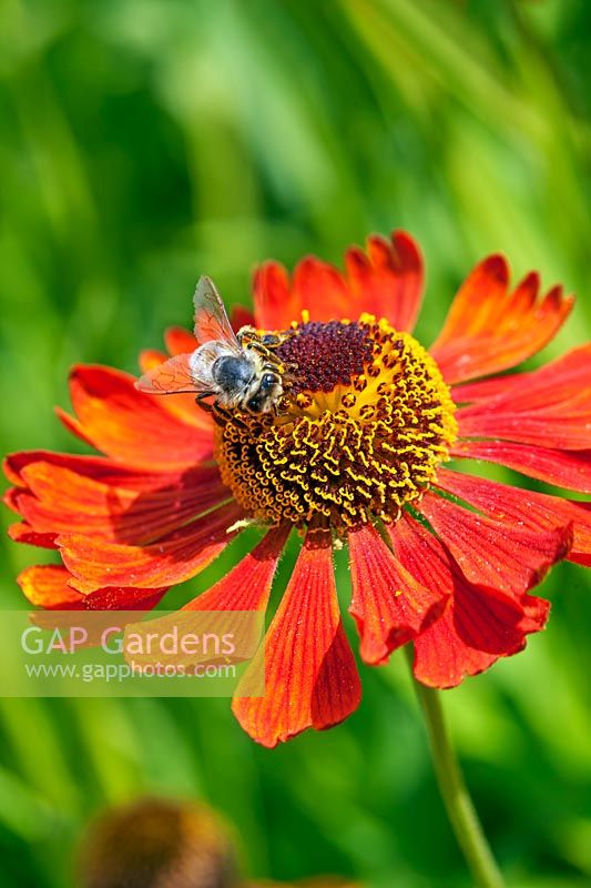 Bumblebee on Helenium 'Moerheim Beauty' - Sneezeweed 