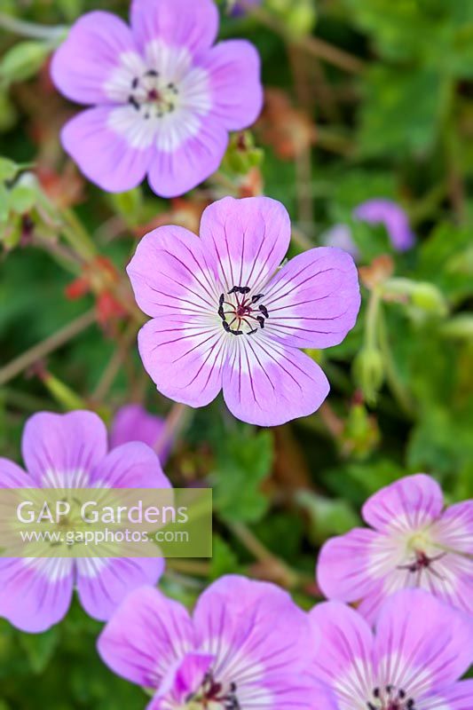 Geranium 'Bloomtime' - Cranesbill 'Bloomtime' 