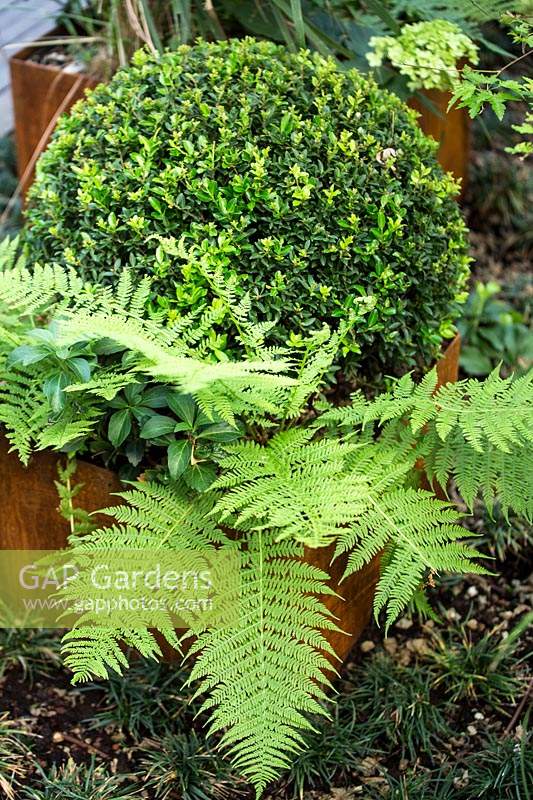 Cor-ten planter, with fern and clipped Ilex crenata in modern garden.
