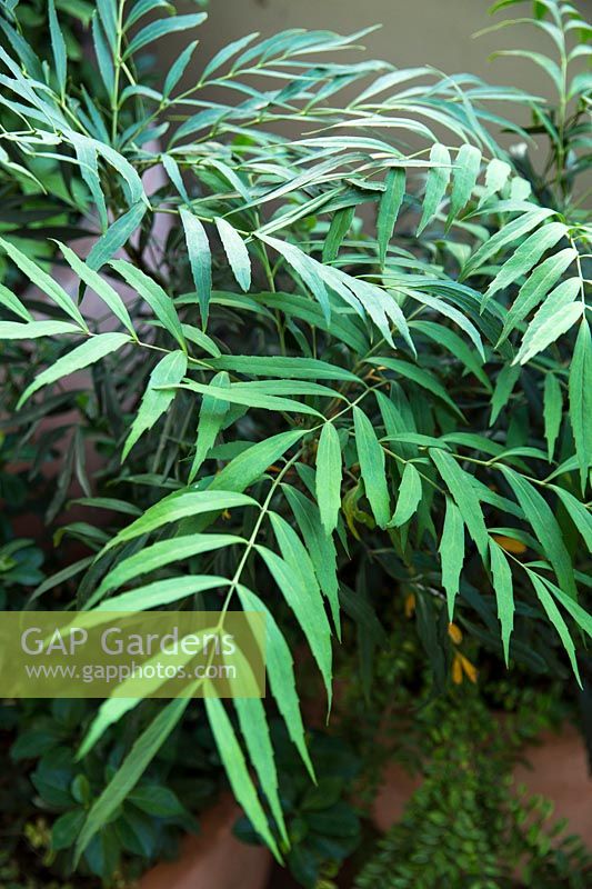 Mahonia confusa 'Narihira'