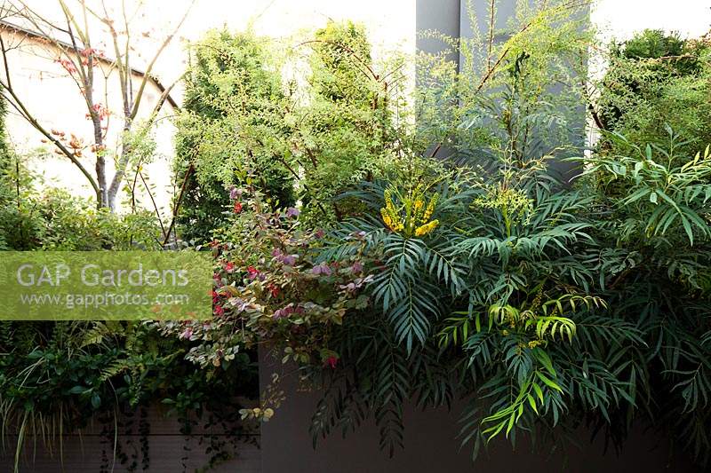 Planter at boundary of roof garden filled with mixed shrubs: Mahonia 'Narihira', Spiraea arguta, Loropetalum 'Black Pearl'