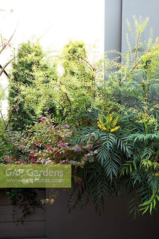 Planter of mixed shrubs at edge of roof garden: Mahonia 'Narihira', Sarcococca ruscifolia, Spiraea arguta and Loropetalum 'Black Pearl'