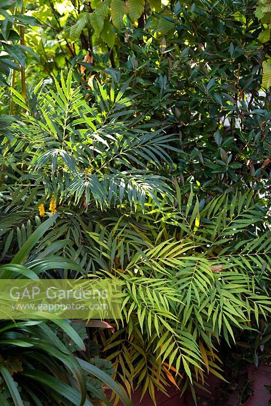 Mahonia eurybracteata 'Narhira' near Agapanthus 