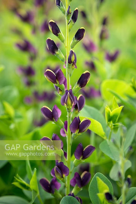 Baptisia 'Indigo Spires' -  False Indigo