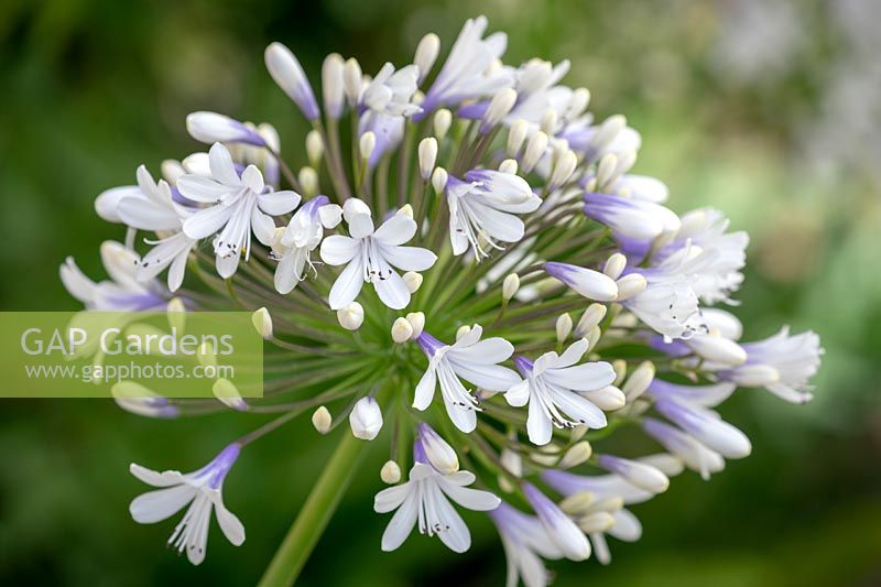 Agapanthus Queen Mum syn. 'Pmn06' - African Lily