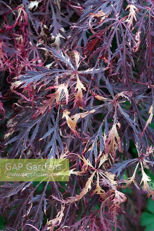 Acer leaf scorch on Acer palmatum var. dissectum 'Garnet' - Japanese maple scorched foliage
