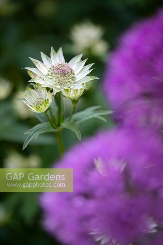 Astrantia 'Buckland' - Masterwort 'Buckland'