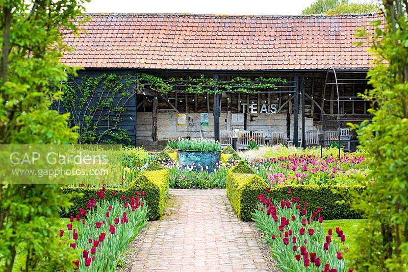 View across formal garden with Tulipa 'Jan Reus' and box edged beds Buxus to black barn.