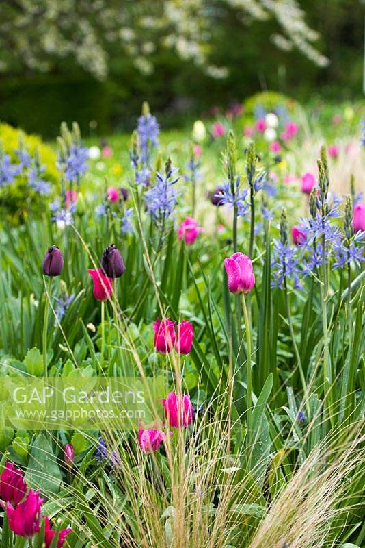 Border with Tulips 'Barcelona', Tulips 'Queen of the Night' Camassia Lechtlinii caerulea and Stipa tenuissima in front garden. 