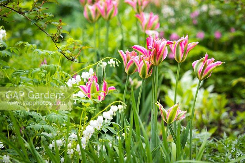 Tulipa 'Virichic' - viridiflora tulip and Lamprocapnos spectabilis 'Alba'