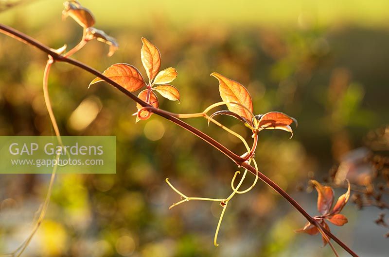 Clematis montana leaves lit by the sun 