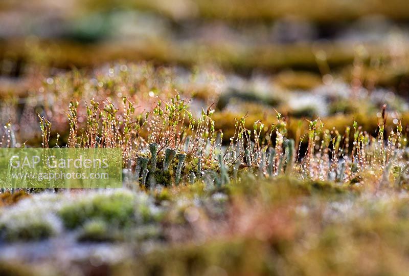 Brachythecium rutabulum on old wall coated with raindrops