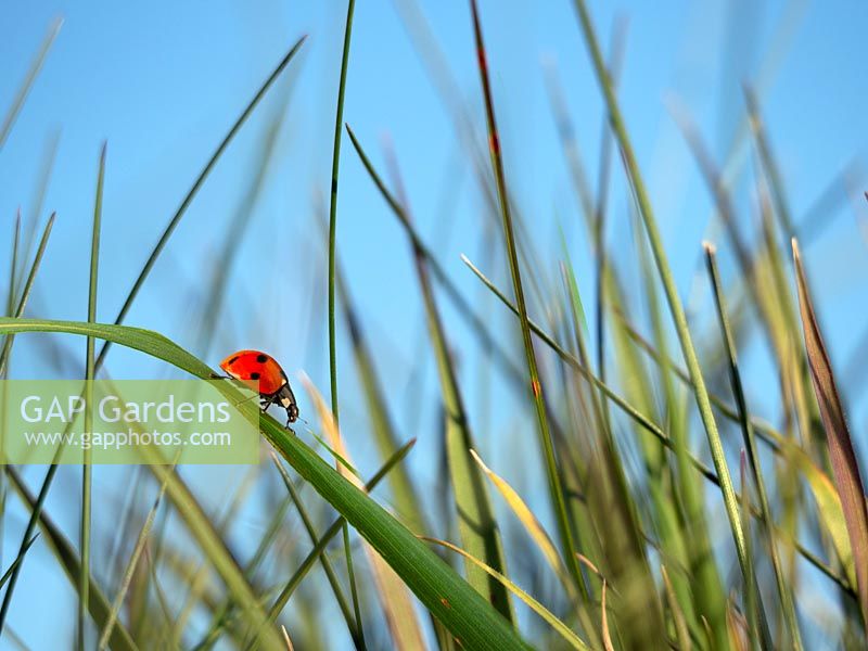 Coccinella punctata - Seven-spot ladybird 