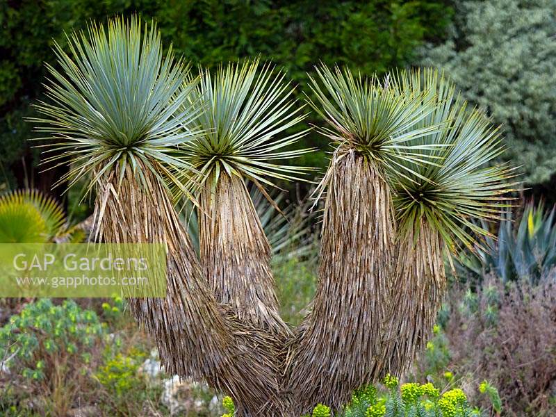 Yucca rostrata 'Beaked yucca'