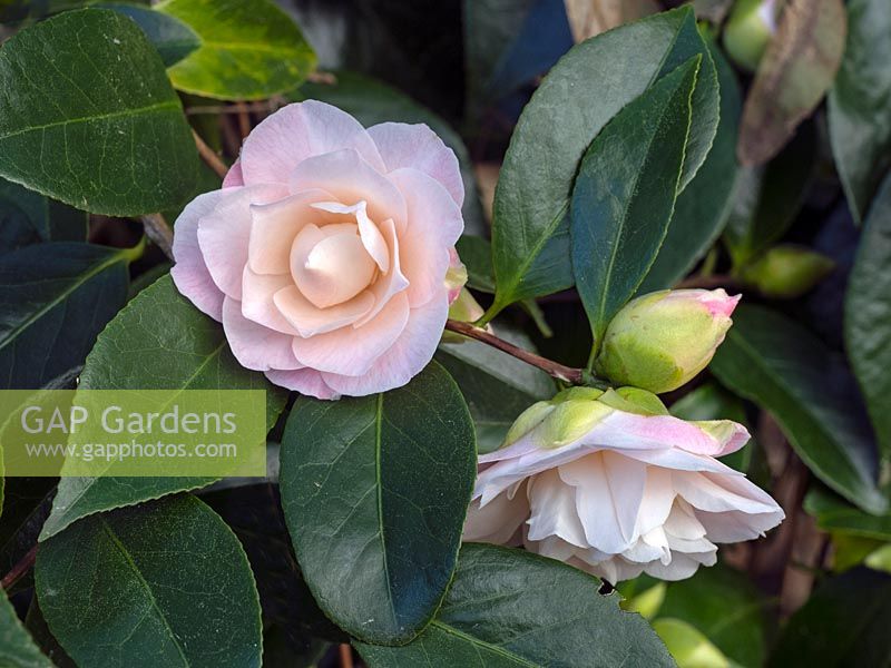 Camellia japonica 'Ann Sothern' - Camellia 'Ann Sothern'