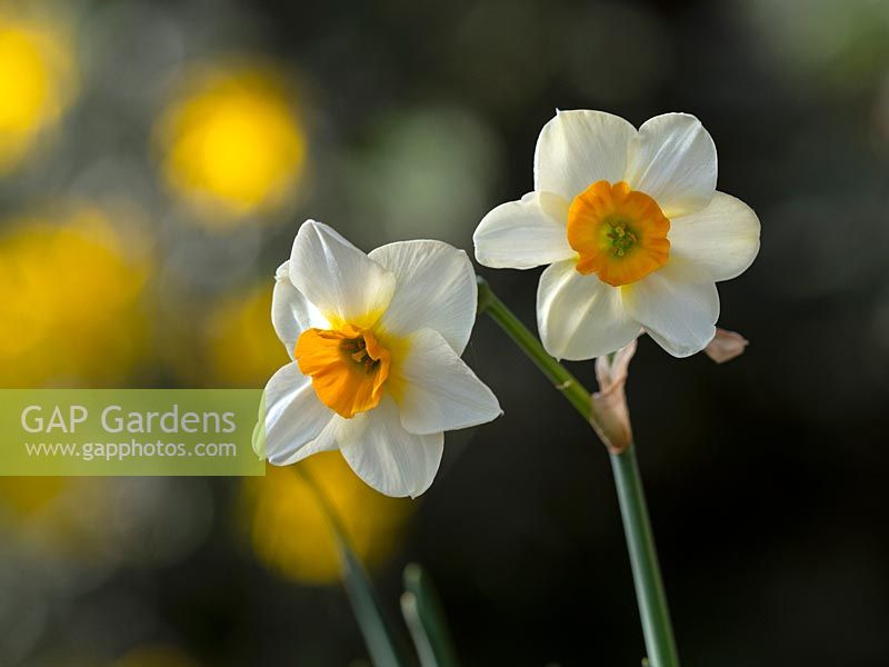 Narcissus 'Beautiful Eyes' - Daffodil 'Beautiful Eyes' 