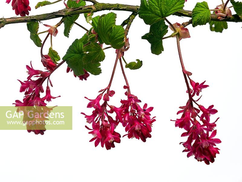 Ribes sanguineum -Flowering currant 