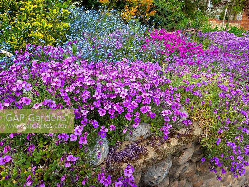 Aubrieta 'Argenteovariegata' growing over the top of a wall 