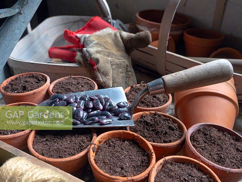 Runner Bean Phaseolus coccineus Seeds variety 'Lady Di', in the potting shed ready for sowing 