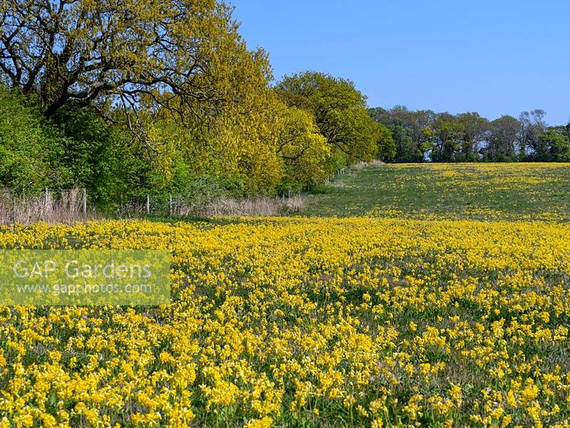 Cowslips Primula veris growing in grass pasture on organic farm 