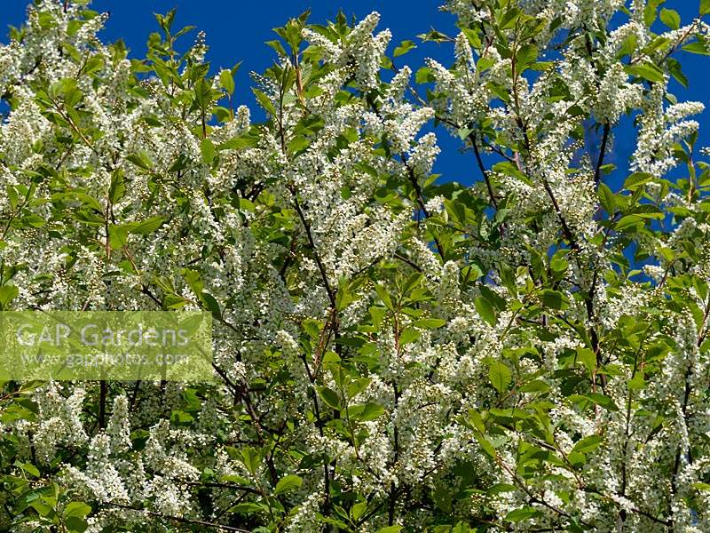  Prunus padus  Bird cherry