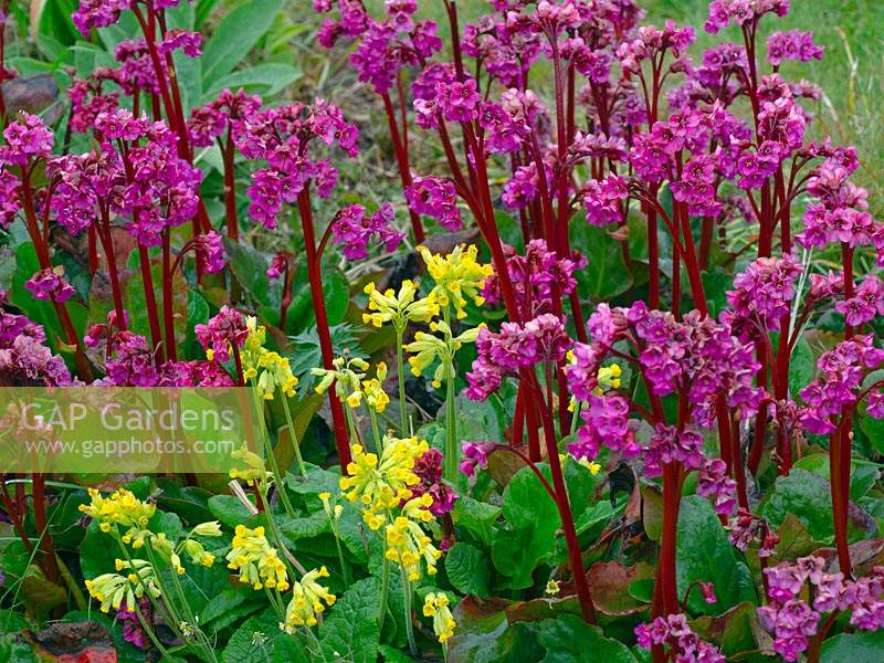 Bergenia 'Overture' and Primula veris - Cowslip