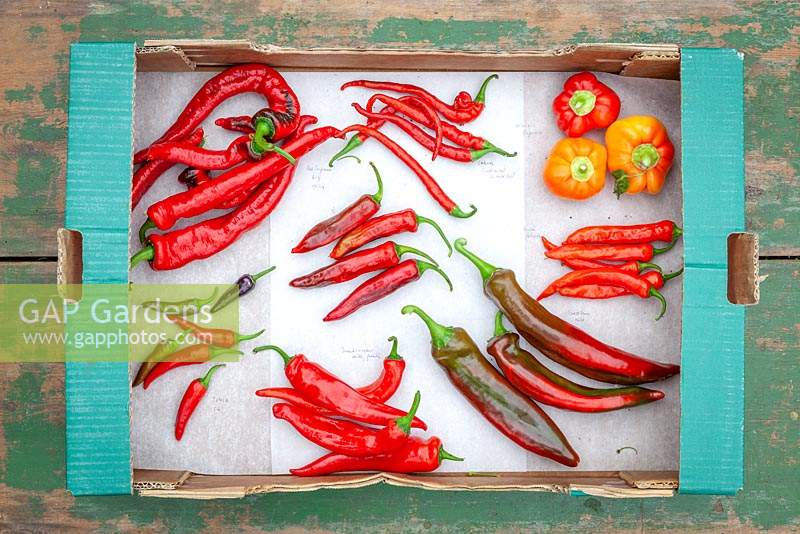 Mixed chilli peppers harvested into cardboard boxes. Variety names written next to chilies
