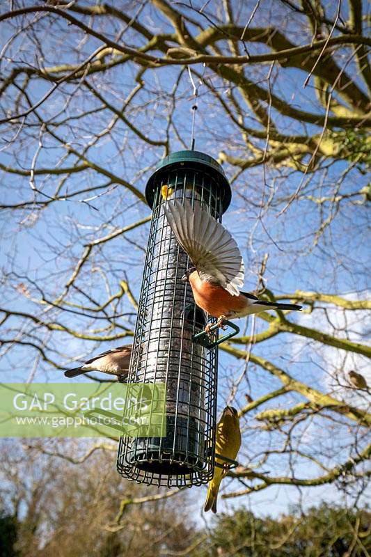 Greenfinch  - Carduelis chloris - and male and female Bullfinches - Pyrrhula pyrrhula - on a wire squirrel proof bird feeder