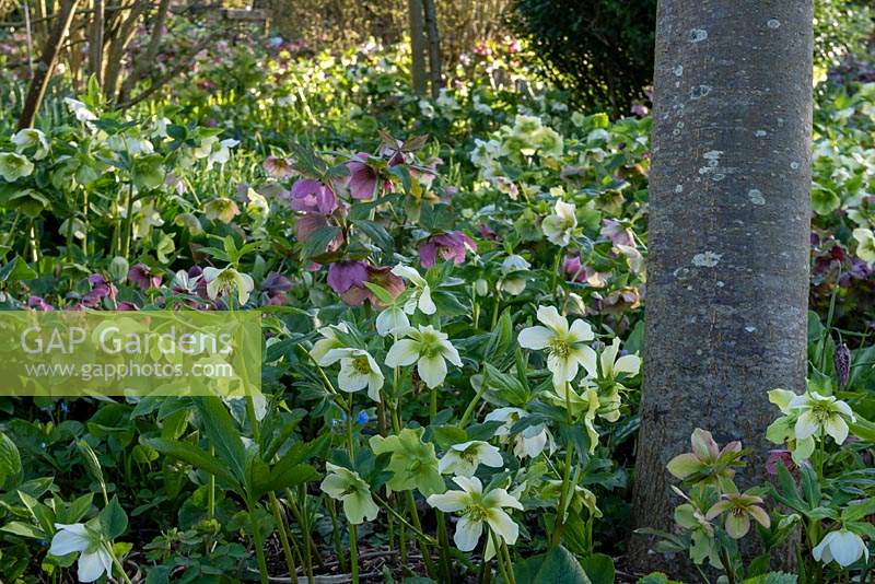 Drifts of Helleborus - Hellebore - carpet the garden by tree trunk