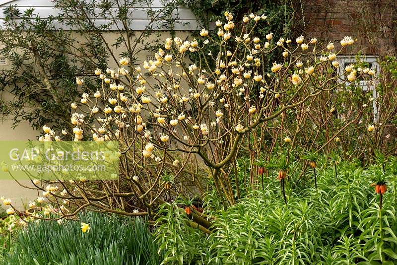 Edgeworthia chrysantha - Paperbush - in mixed border underplanted with bulbs such as Narcissus - Daffodil - and Fritillaria imperialis - Crown Imperial 