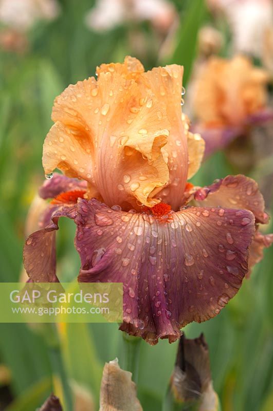 Tall Bearded Iris 'Rio' 