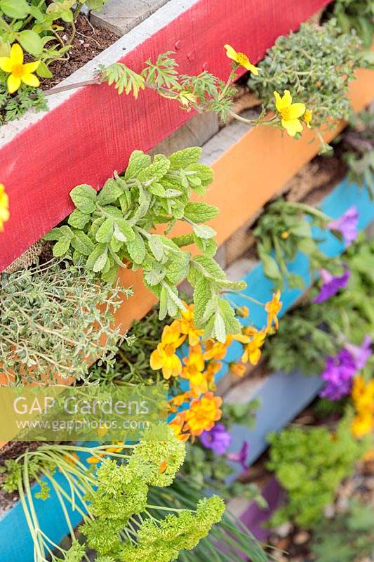 Close up detail of rainbow pallet planter. Planting includes: Mentha - Applemint, Petroselinum crispum - Curled Parsley and Thymus 'Silver Queen' - Thyme