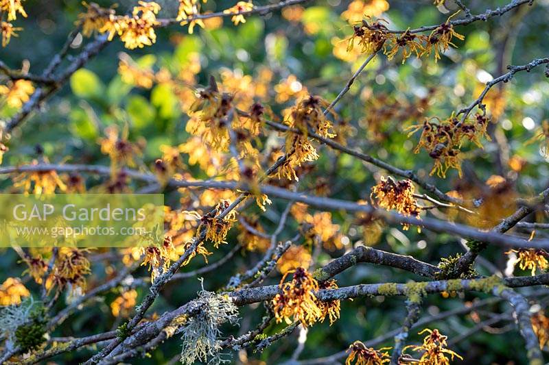 Hamamelis x intermedia 'Vesna'