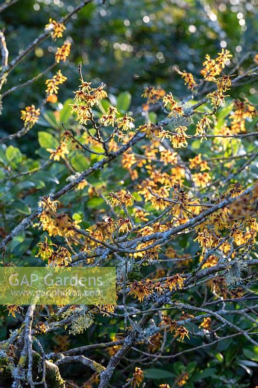 Hamamelis x intermedia 'Vesna'